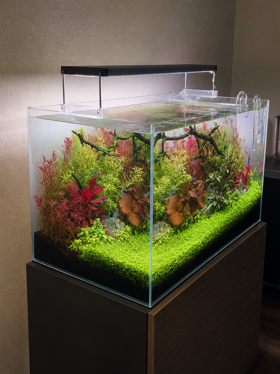 CO2 vs. No-CO2 Planted Tanks: Which Is Right for You?